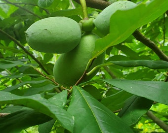 10 Pawpaw Fruit Trees - Digital Reservation for **SPRING 2024** - First Class Shipping with up to 22" Trees