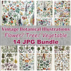 Pagine di libri botanici in stile retrò, perfette per progetti artistici, artigianato Cricut, decorazioni vintage, fiori antichi, verdure 14 jpg