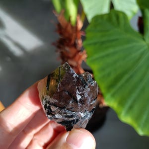 Può includere: Un cristallo scuro e sfaccettato, di colore marrone scuro, è tenuto in mano. Il cristallo ha una superficie ruvida e strutturata con aree di riflessione della luce. Sullo sfondo si vedono foglie verdi di piante.