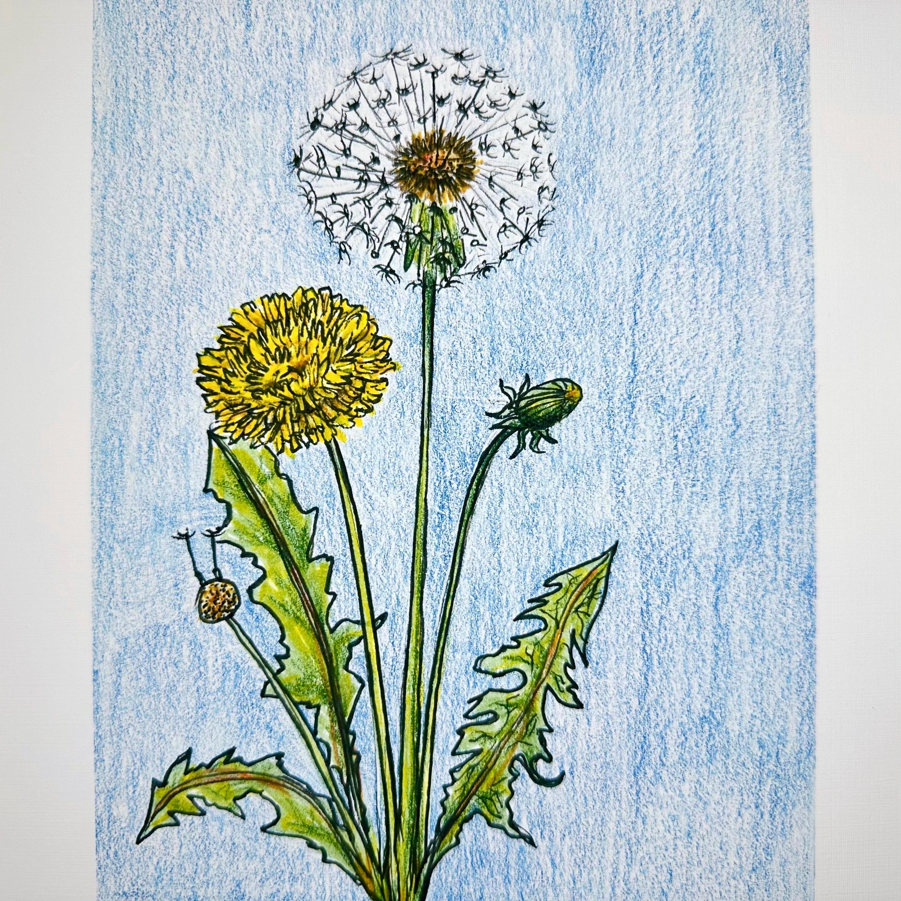 Dandelion Giclee Art Print From Original Colored Pencil Sketch - Etsy