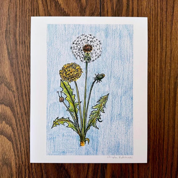 Dandelion Giclee Art Print From Original Colored Pencil Sketch - Etsy
