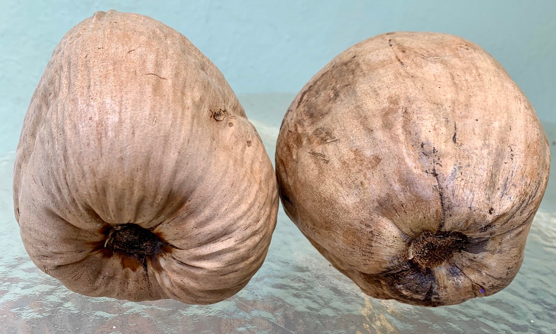 Two Dried Coconuts for Crafting. Great Big Dog Toy. Etsy