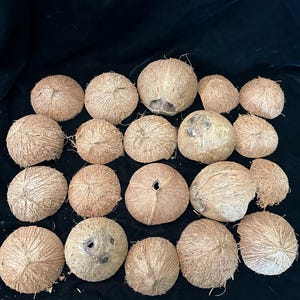 Coconut 12 shell irregular half pieces, bird toy ready, fuzzy.