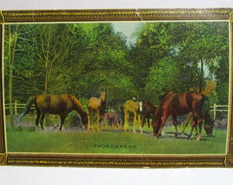 Thorobreds Post Card FREE Domestic Shipping