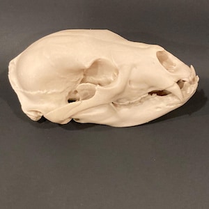 May include: A white animal skull with teeth, likely a bear skull.