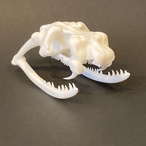 Puede incluir: Réplica de plástico blanco de un cráneo de serpiente con dientes visibles. El cráneo está posado con la mandíbula abierta y la mandíbula inferior apoyada en la superficie.