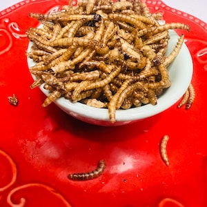 Mealworms