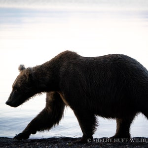 Alaska Bear Art Print | Alaska Wildlife, Wildlife Photography Wall Decor, Nature Print