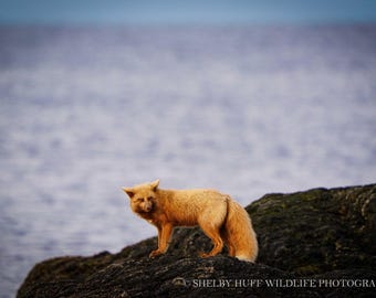 Fox by the Sea Art Print | Wild Animal Wall Art, Wildlife Photo Fine Art Paper Print, Nature Wall Art, Wildlife Photography Poster