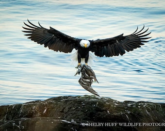Impression d'art aigle en vol | Art mural animal sauvage, impression sur papier photo animalier, art mural nature, affiche de photographie animalière