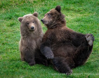 Big Bear Art Print | Wild Animal Wall Art, Wildlife Photo Fine Art ...