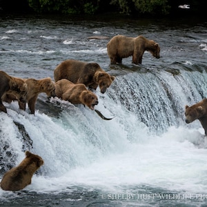 Alaska Bears Art Print | Alaska Wildlife, Wildlife Photography Wall Decor, Nature Print
