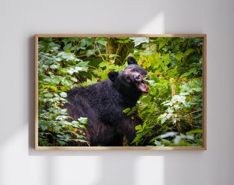 Berry Season — Brown Bear Portrait, Alaska Wildlife Photography | Fine Art Print