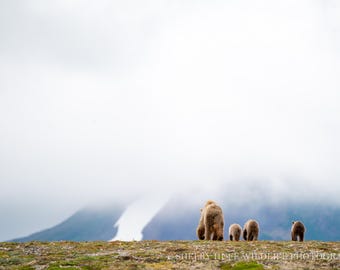 Bear + Cubs Art Print | Wild Animal Wall Art, Wildlife Photo Fine Art Paper Print, Nature Wall Art, Wildlife Photography Poster, Alaska Art