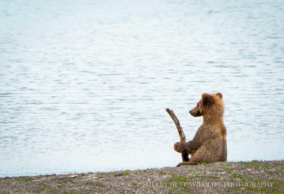 Little Bear Fishing Art Print | Wild Animal Wall Art, Wildlife Photo Fine Art Paper Print, Nature Wall Art, Wildlife Photography Poster