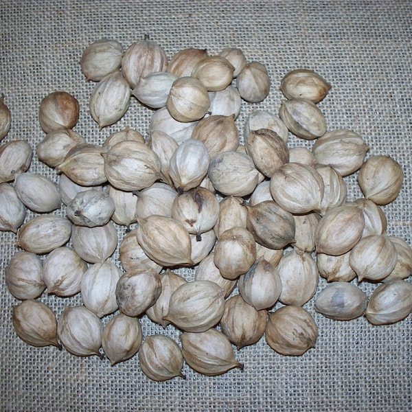50 Hickory Nuts, For Crafting  (Free US Shipping)