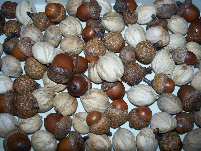 100 Acorns and Hickory Nuts For Crafting Free US Shipping Etsy