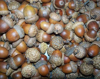 100  Acorns, For Crafting  (Free US Shipping)