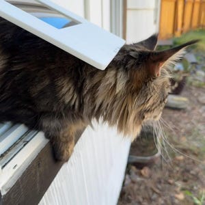 K&ouml;nnte beinhalten: Eine braun-schwarze Katze mit langem Fell blickt aus einem Fenster. Ein wei&szlig;er, rechteckiger Fenstereinsatz ist teilweise ge&ouml;ffnet. Der Kopf der Katze ist im Profil, mit Ohren und Schnurrhaaren sichtbar. Der Fensterrahmen ist wei&szlig;.