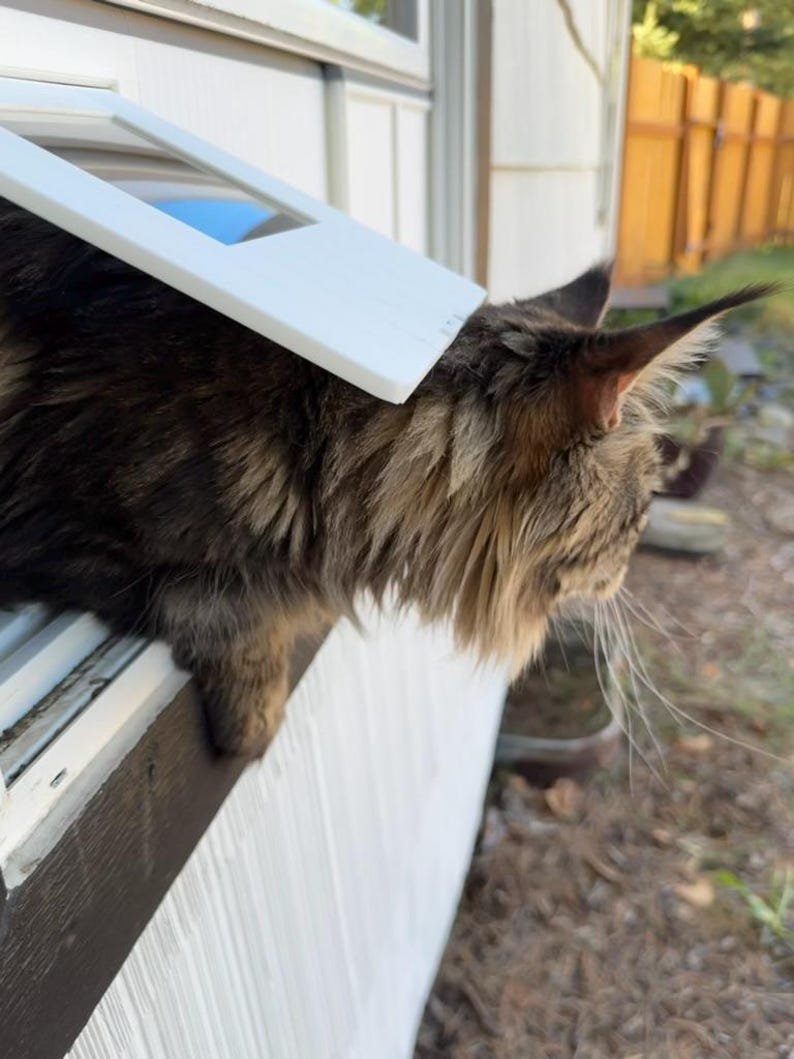 K&ouml;nnte beinhalten: Eine braun-schwarze Katze mit langem Fell blickt aus einem Fenster. Ein wei&szlig;er, rechteckiger Fenstereinsatz ist teilweise ge&ouml;ffnet. Der Kopf der Katze ist im Profil, mit Ohren und Schnurrhaaren sichtbar. Der Fensterrahmen ist wei&szlig;.
