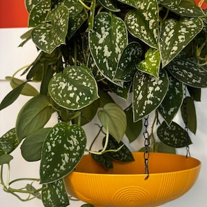 May include: A hanging plant with large, green leaves speckled with white, cascading from a bright yellow, circular planter. The planter is suspended by black chains. The plant is against a white wall with a red accent.