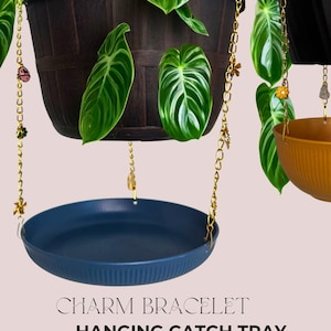money tree plant Braided Money Tree, Potted
