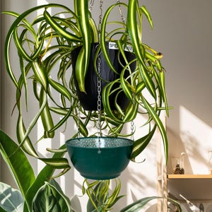 May include: A spider plant with long, arching green and white variegated leaves cascading from a black, textured hanging planter. A second, smaller dark green bowl with a white geometric pattern hangs below it, both suspended by silver metal chains.