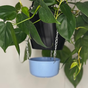 May include: A hanging plant with green leaves in a black pot with a light blue saucer underneath. The plant is hanging from a chain.