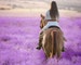 Digital Background, Photo Overlays, Background Replacement, Photography Backgrounds & Backdrops, Lavender Fields, Purple Flowers Landscape 