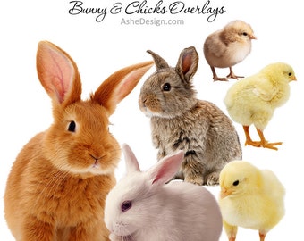 Realistic Bunny & Chick Photo Overlays, Easter Photography Props, PNG Overlays For Photoshop, Bunny Overlays for Easter Photoshoots