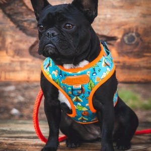 May include: A black French Bulldog wearing a blue and orange patterned dog harness with the text "FULTON & BEAU". The harness features a camping-themed design. The dog is sitting on a wooden surface with a red leash.