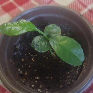 Tangerine Mandarin Orange seedlings