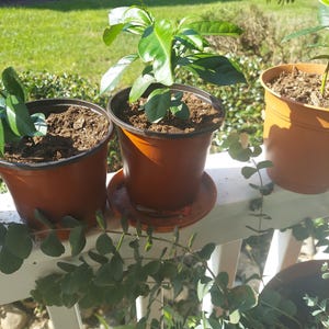 May include: Three potted plants on a white railing. The plants are in brown plastic pots and have green leaves. The railing is surrounded by green foliage.