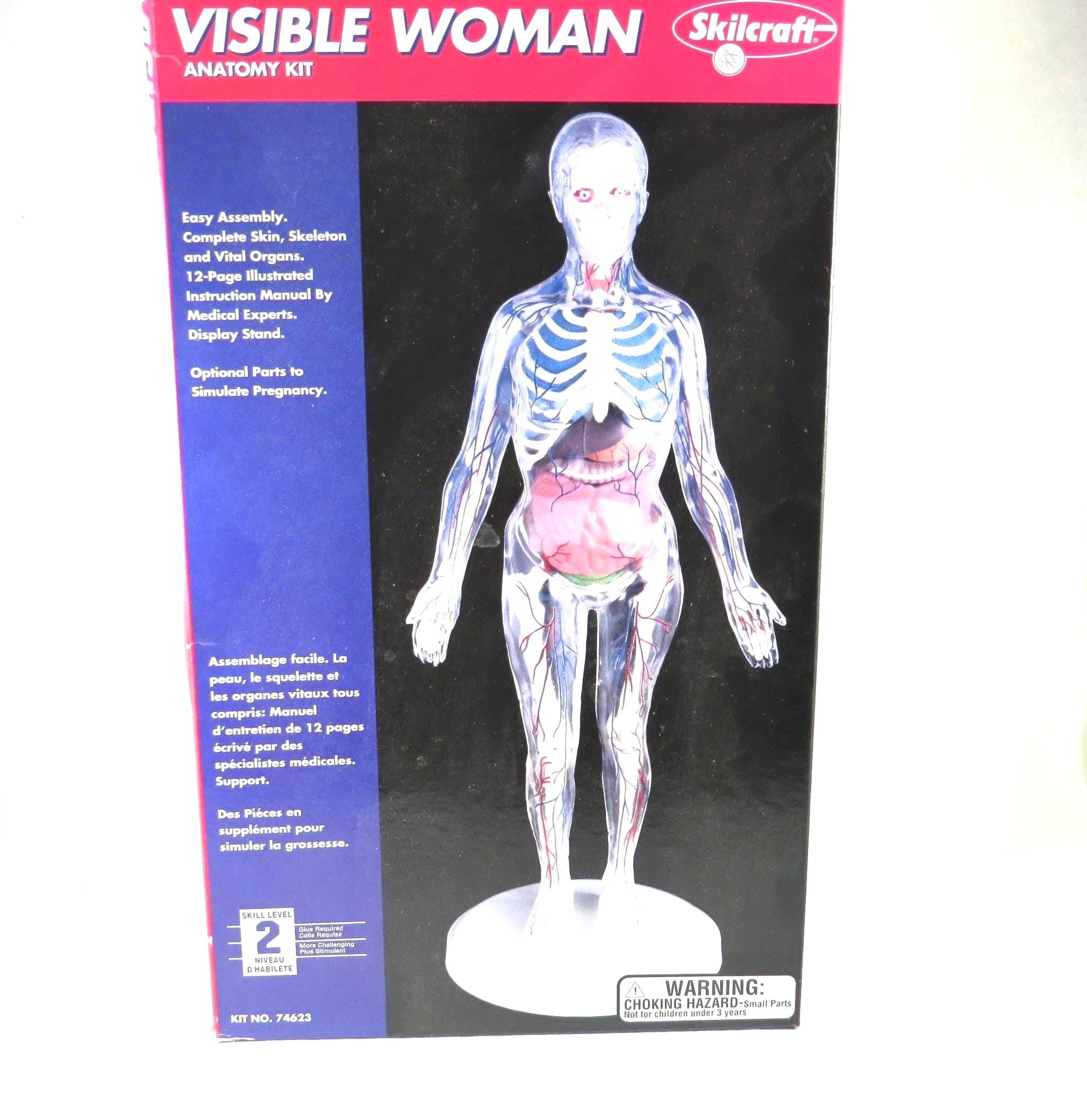 VISIBLE WOMAN 人体模型 61x84UcHJ6L._UF350,350_QL50_.jpg