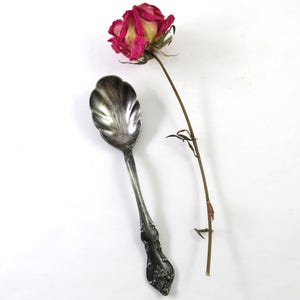 May include: A silver spoon with a decorative handle and a scalloped bowl, next to a dried pink and yellow rose. The spoon has an ornate design and is set against a white background. The rose is in full bloom.
