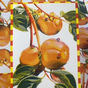 Persimmons