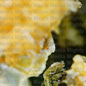 May include: A close-up of a yellow and white textured surface with a green and brown textured surface in the background.