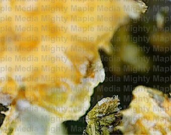 Unique Framed Print of Bob Ross - Made from Marijuana Bits under a microscope!