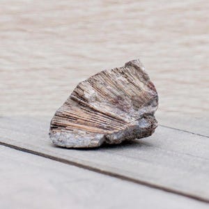 Chaetetes Fossil Specimen, Sea Sponge Fossil, Genuine Marine Fossil, Late Carboniferous, Pennsylvanian Period