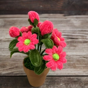 Puede incluir: Una pequeña planta en maceta con flores rosadas peludas y hojas verdes peludas. La planta está en una maceta de terracota marrón.