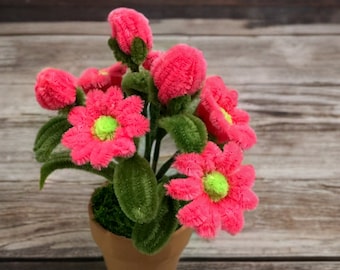 May include: A small potted plant with pink fuzzy flowers and green fuzzy leaves. The plant is in a brown terracotta pot.