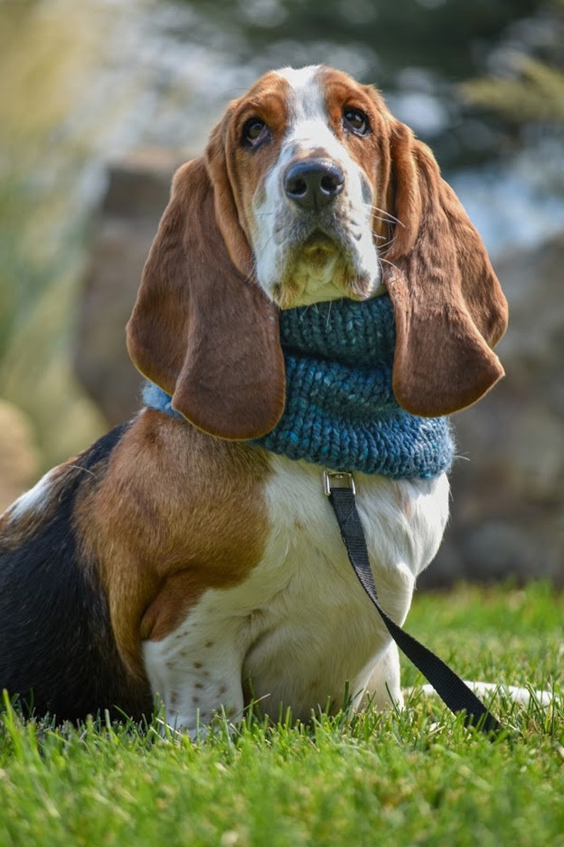 Basset Hound Snood Knit Dog Snood Snood for dogs Dog lover Etsy