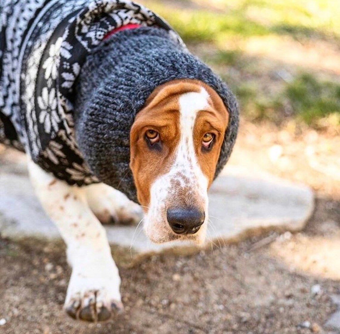 Basset Hound Snood Knit Dog Snood Snood for dogs Dog lover Etsy