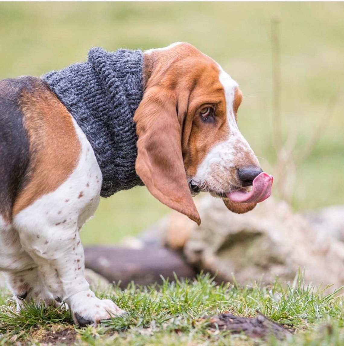 Basset Hound Snood Knit Dog Snood Snood for Dogs Dog Lover Etsy