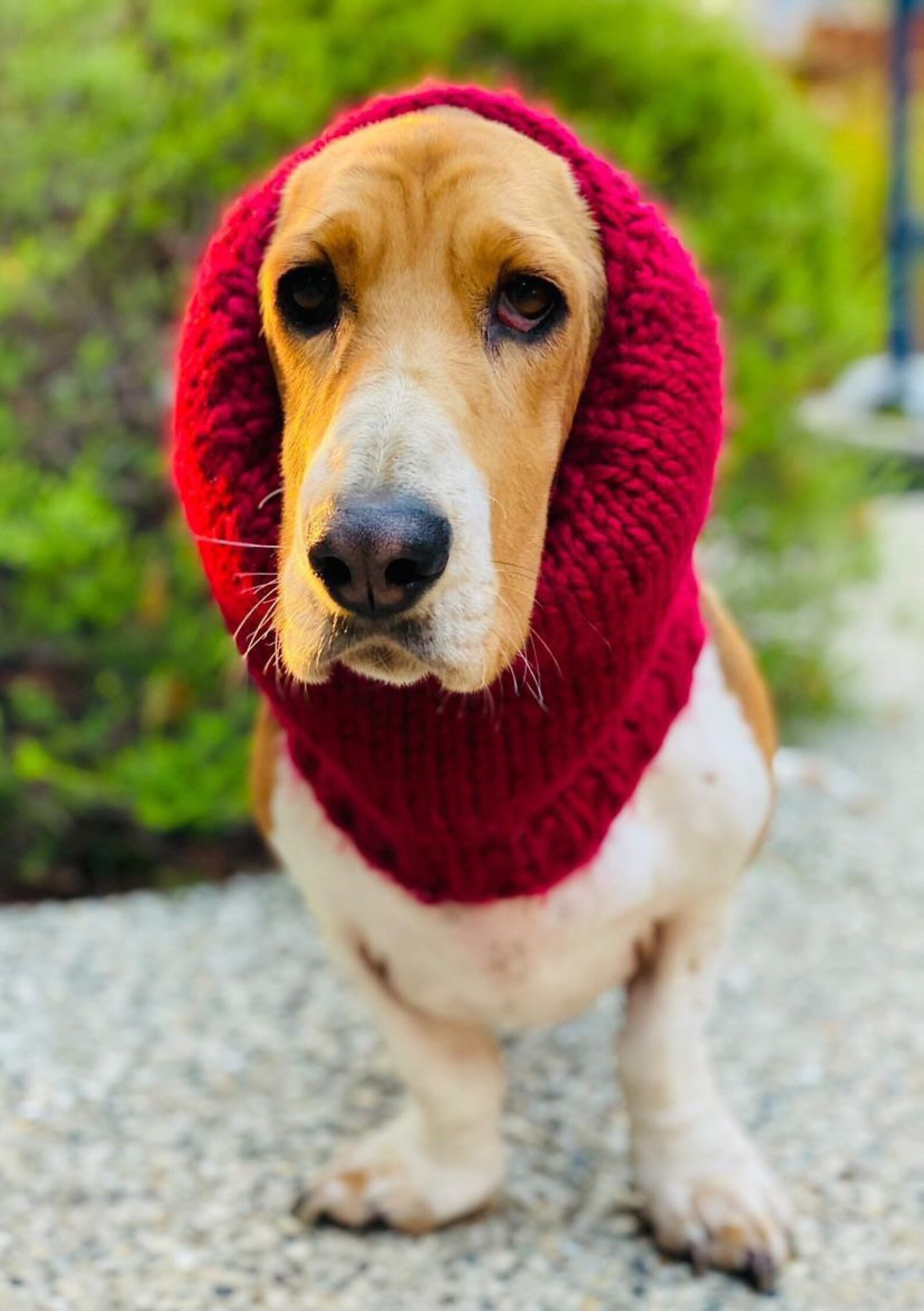 Basset Hound Snood Knit Dog Snood Snood for Dogs Dog Lover Etsy
