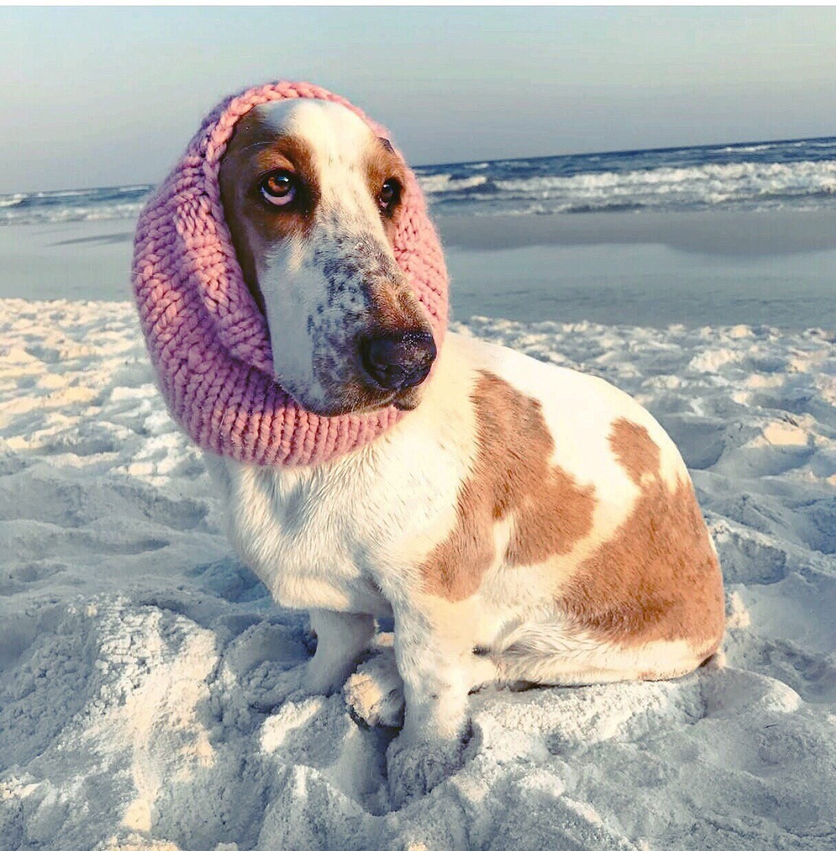 Basset Hound Snood Knit Dog Snood Snood for dogs Dog lover Etsy