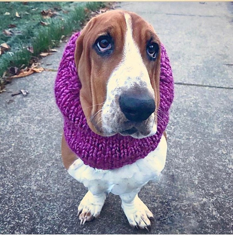 basset hound snood basset hound snood