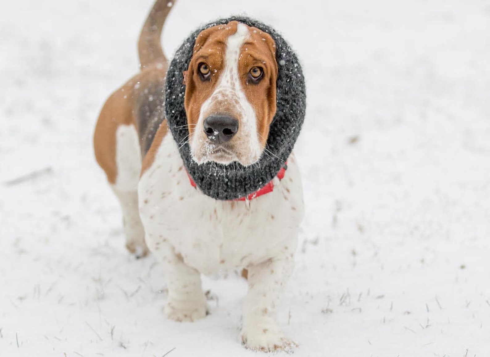 Basset Hound Snood Knit Dog Snood Snood for Dogs Dog Lover Etsy