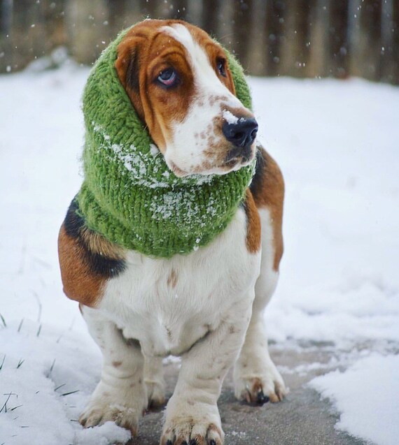 Basset Hound Snood Knit Dog Snood Snood for dogs Dog lover Etsy