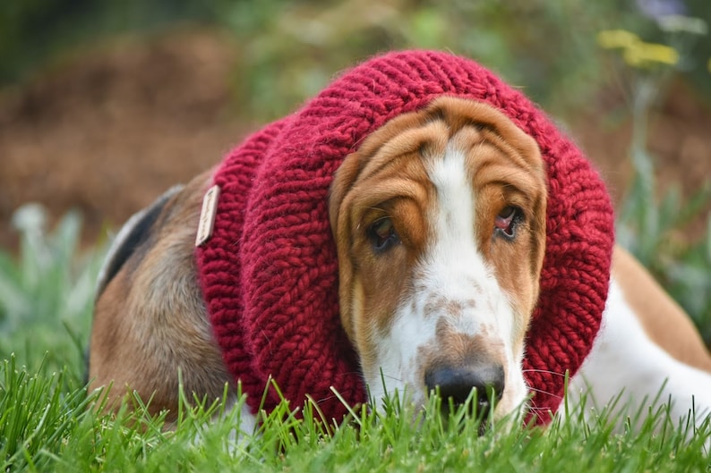 Basset Hound Snood Knit Dog Snood Snood for Dogs Dog Lover Etsy
